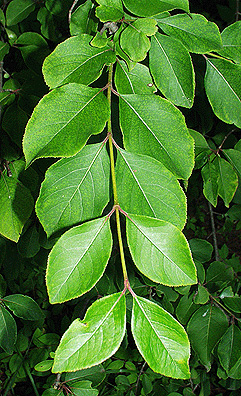 opposite leaves